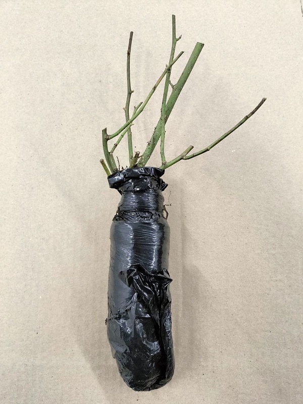 Роза кустовая Луиза Багнет 